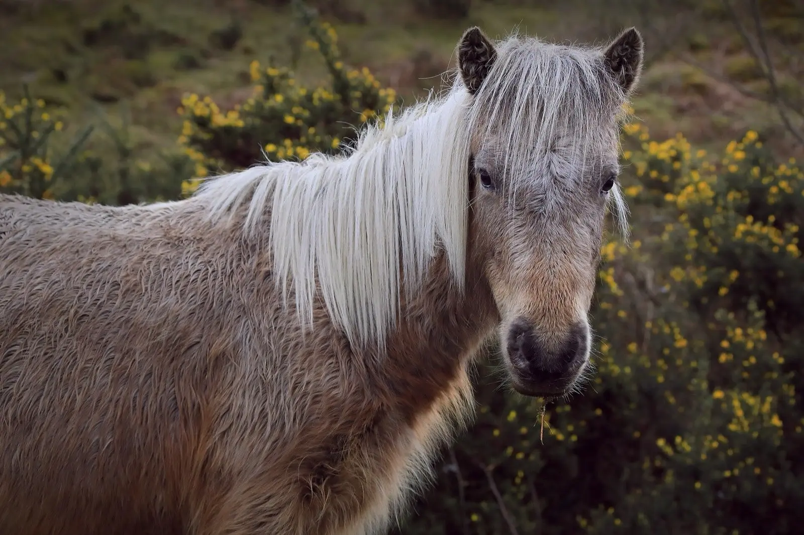 A Dartmoor pony with a pale mane standing among yellow gorse