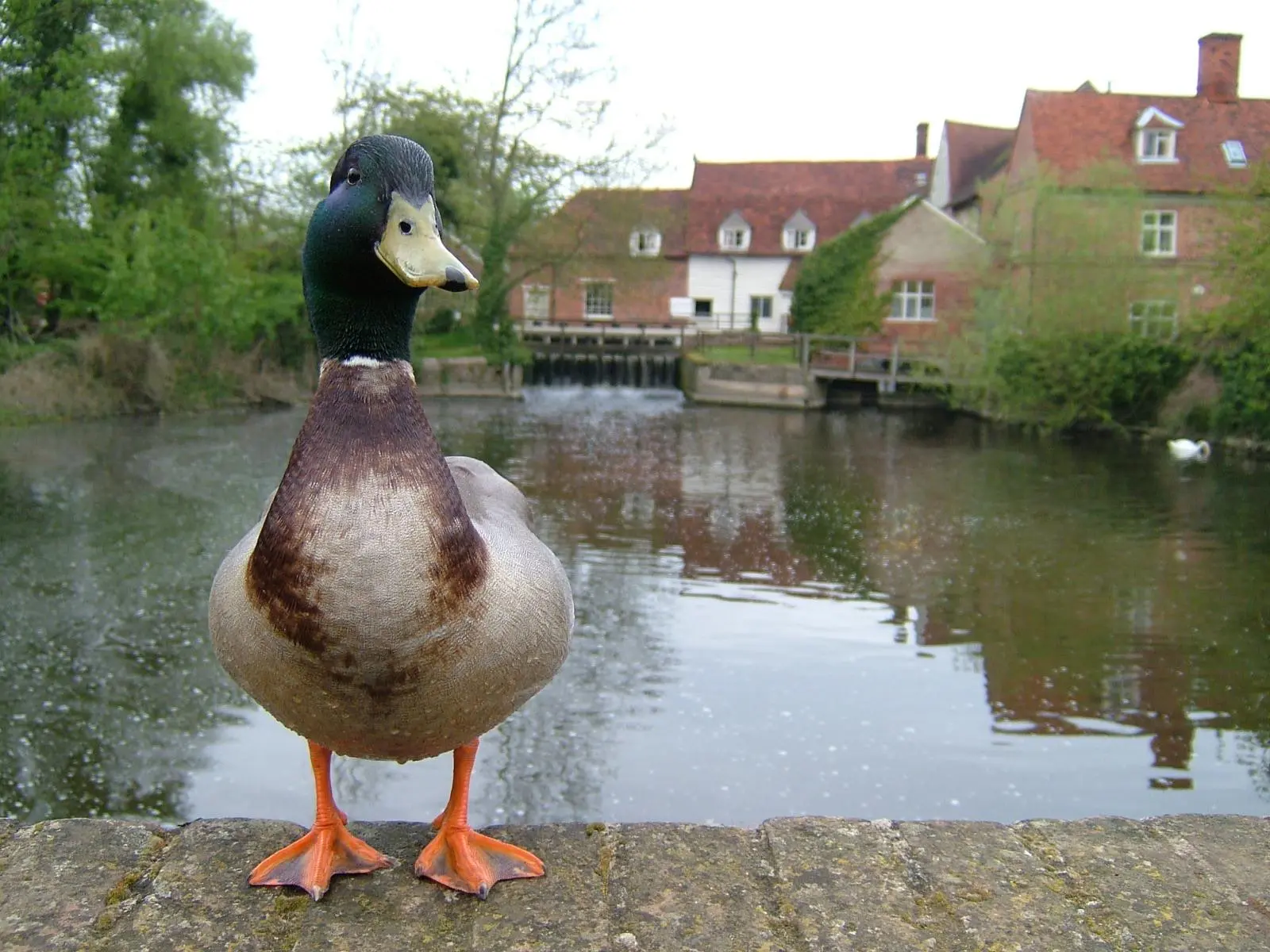 A mallard duck standing on a bridge wall in front of Flatford Mill